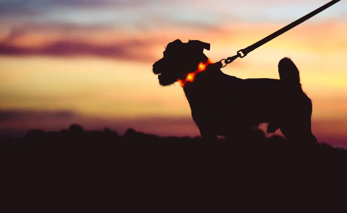 Dog at sunset with LED collar on leash walking
