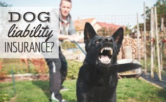 Aggressive dog is barking. Young man with angry black dog on the leash (Dog Liability Insurance)