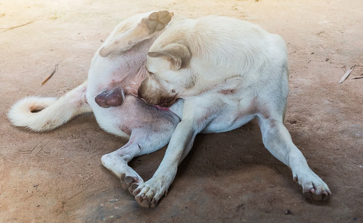 Dog licking his private areas laying on dirty ground