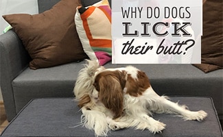 Dog licking butt (caption:Why Do Dogs Lick Their Butt?)