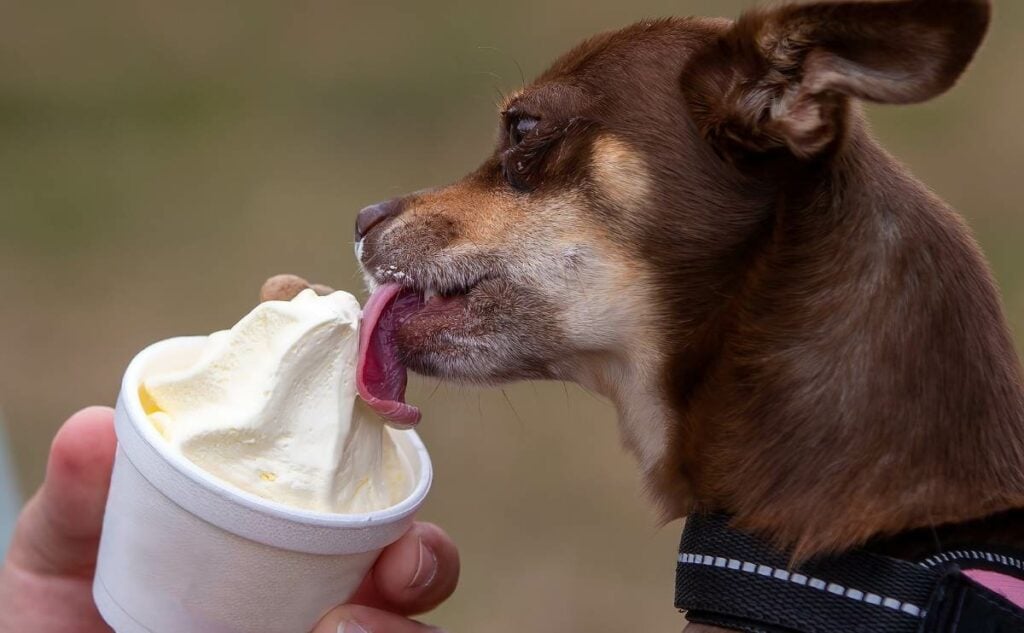 Dog licking cup of ice cream.