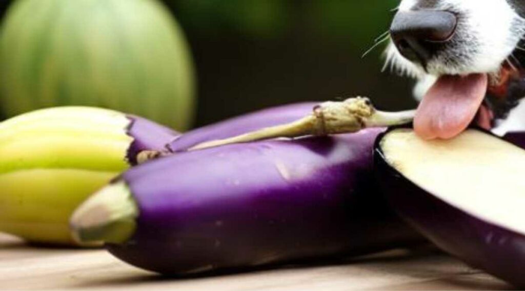 A dog licking eggplant.