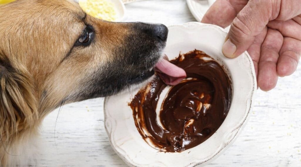 Brown dog licking melted chocolate from a bowl.