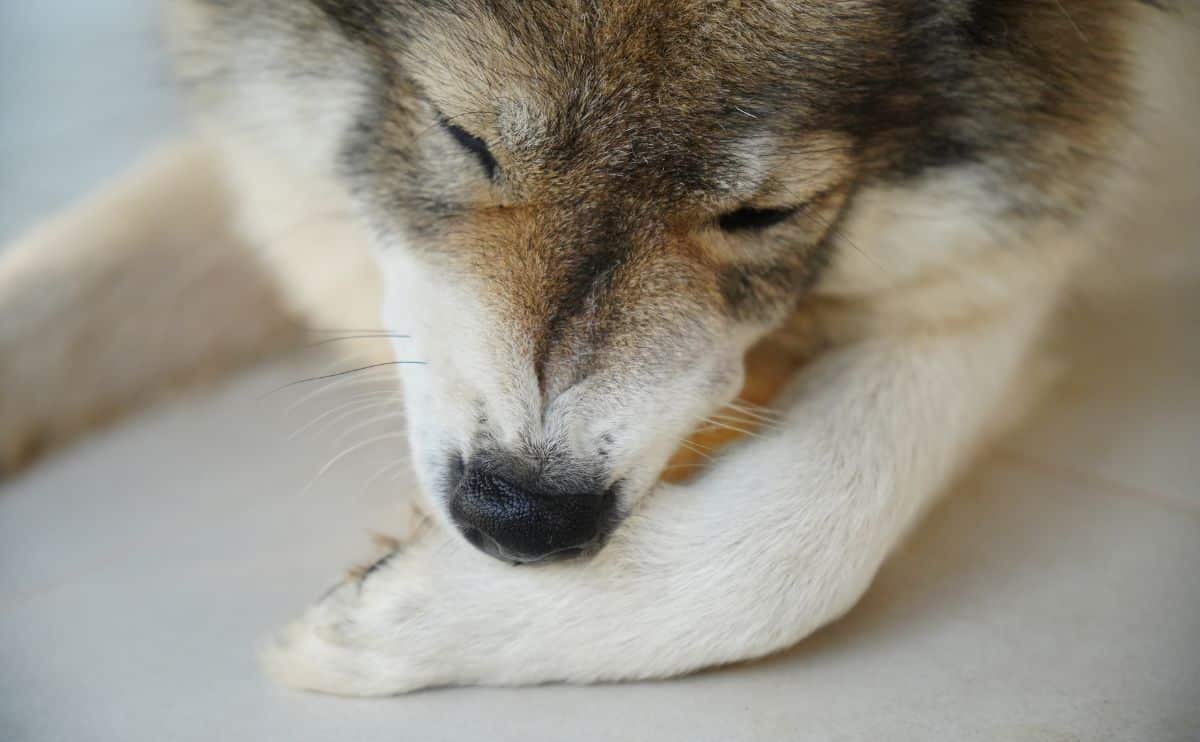 Dog licking paw up close.