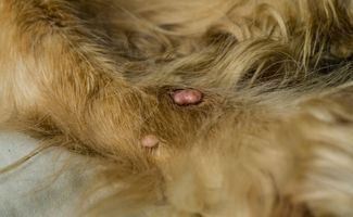 Lumps on dog paw