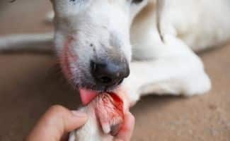 Dog licking bloody wound on paw