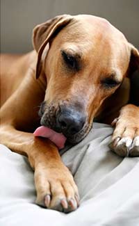 Dog licking paw