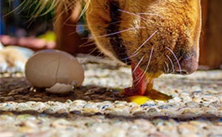 Dog licking raw egg on ground