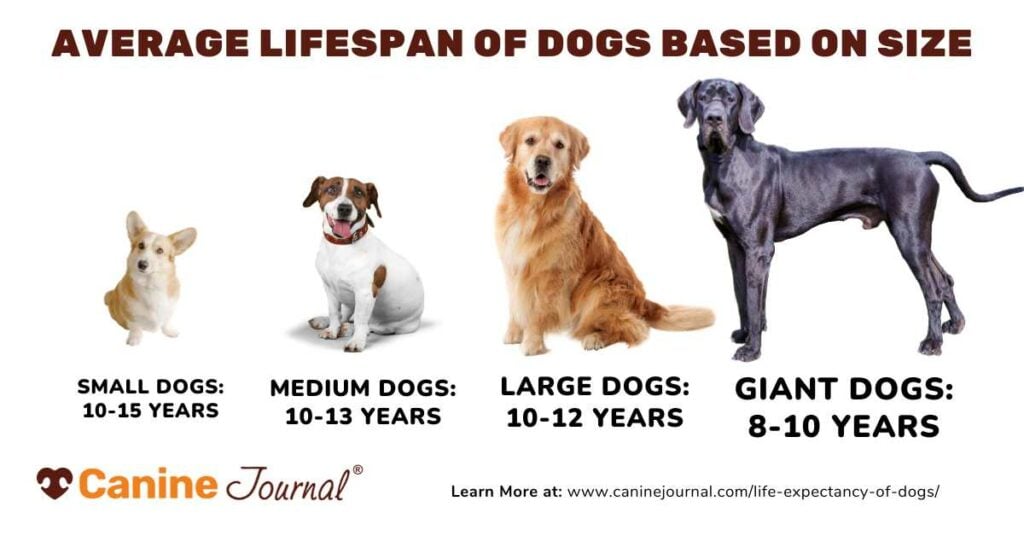 Dog life expectancy by size.