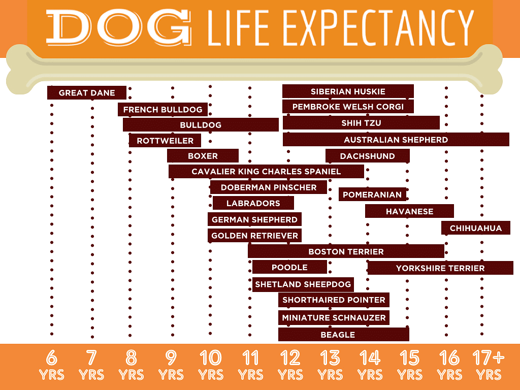 Dog life expectancy chart by breed.