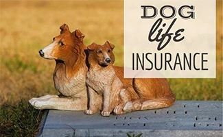 Dog grave (caption: Dog Life Insurance)