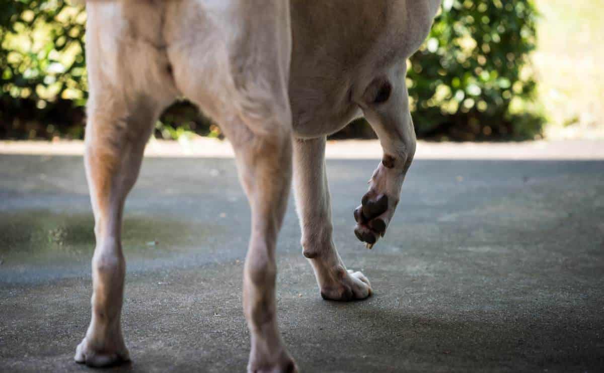 Dog limping while walking outside, close up of paws.