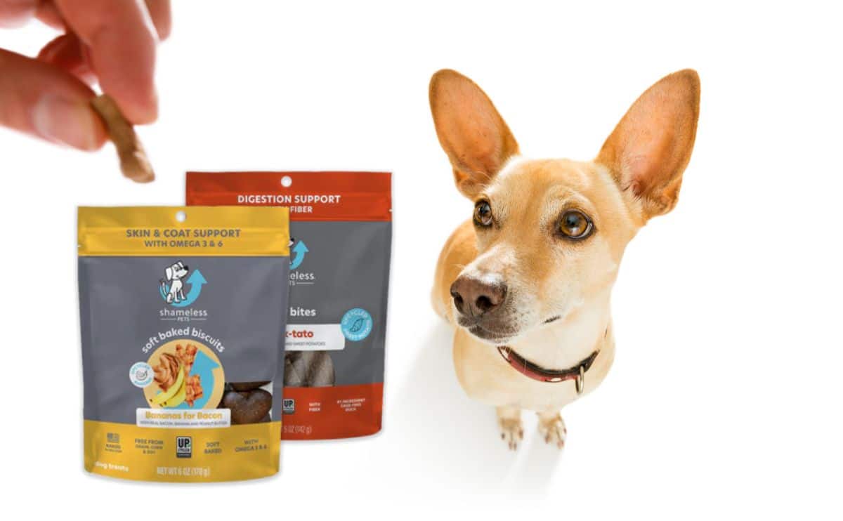 dog looking at a treat from shameless pets with two bags of treats on a white background