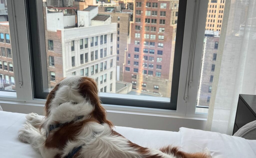 Dog looking out the window of hotel in NYC.