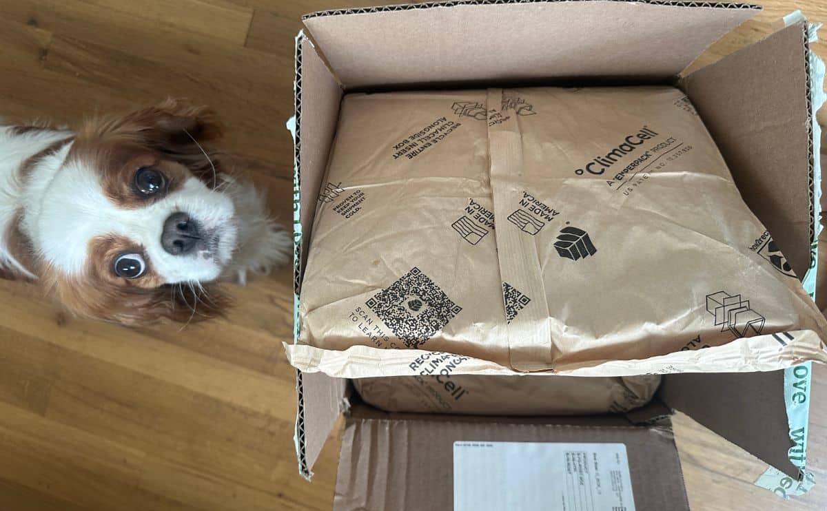 Dog looking up at camera next to box of Bramble dog food.