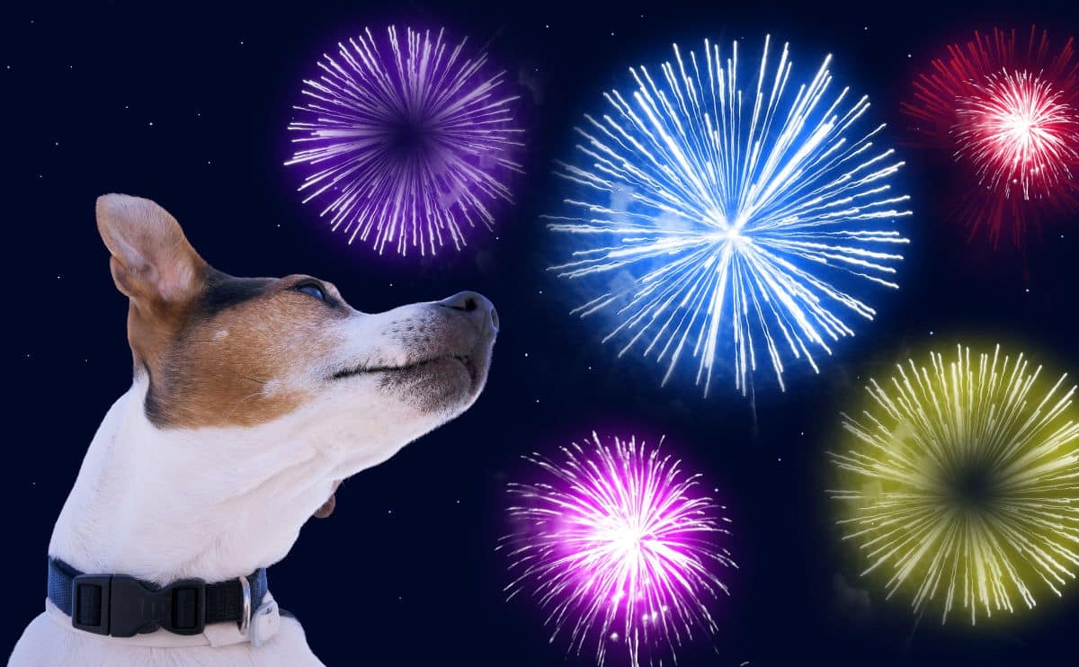 dog looking up at fireworks