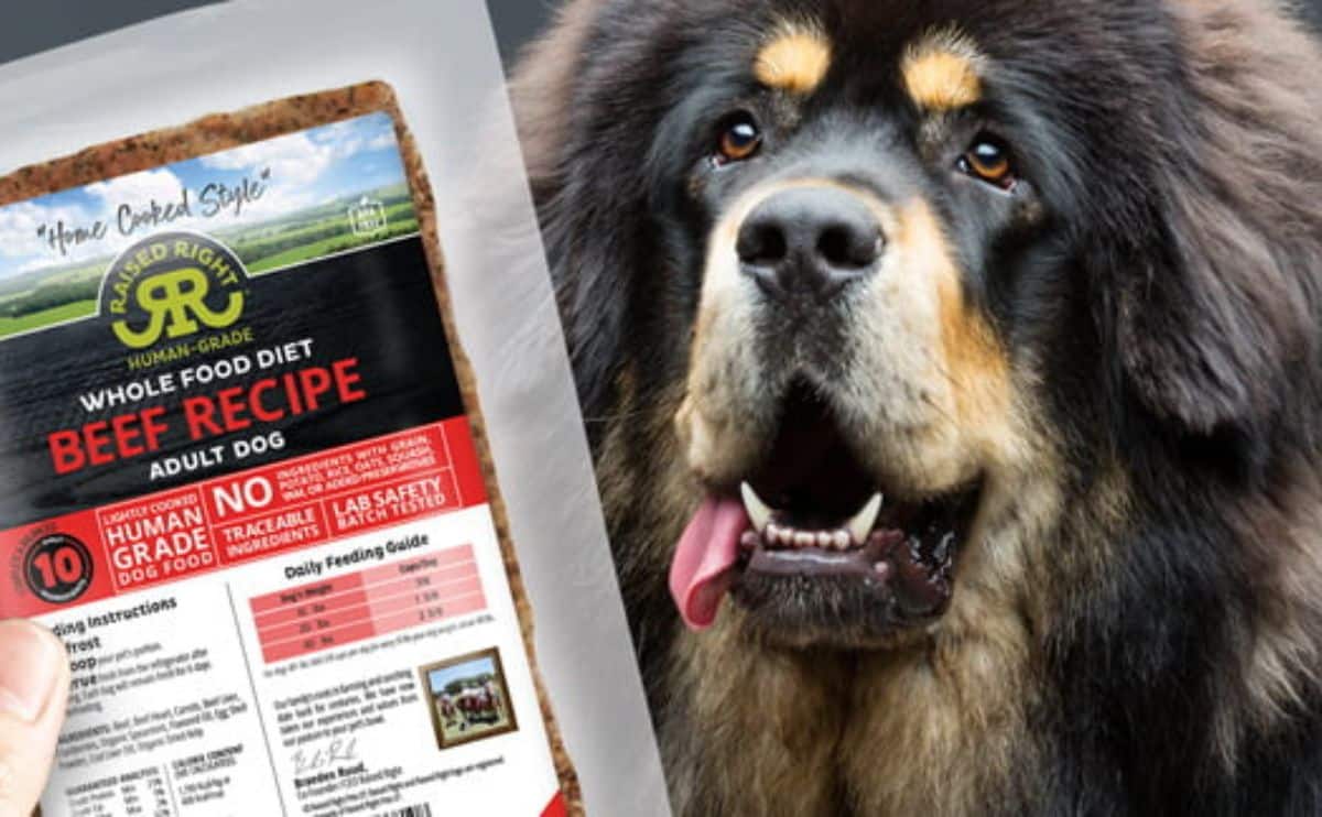 dog looking up at raised right dog food package