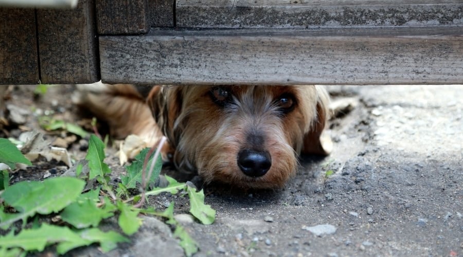 Dog Looking up From Under Fence