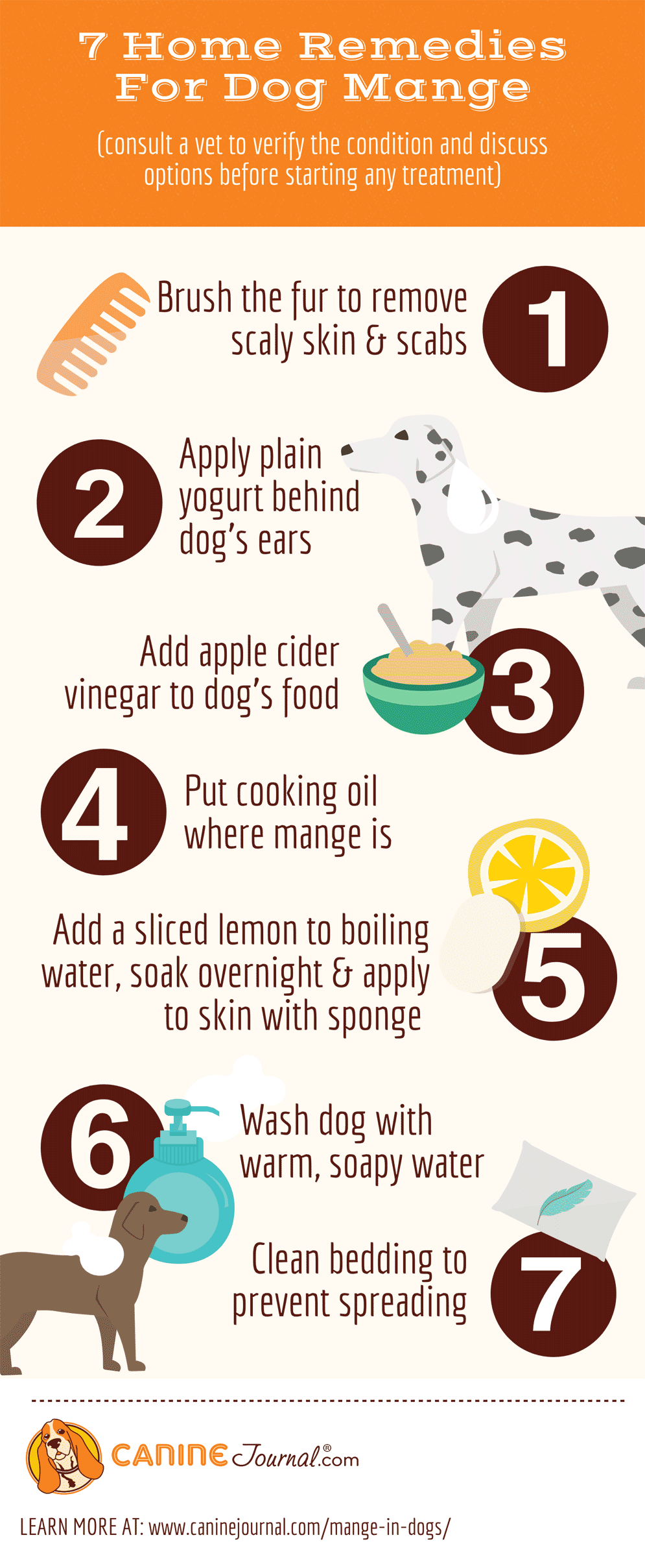 Infographic: remedies for mange in dogs