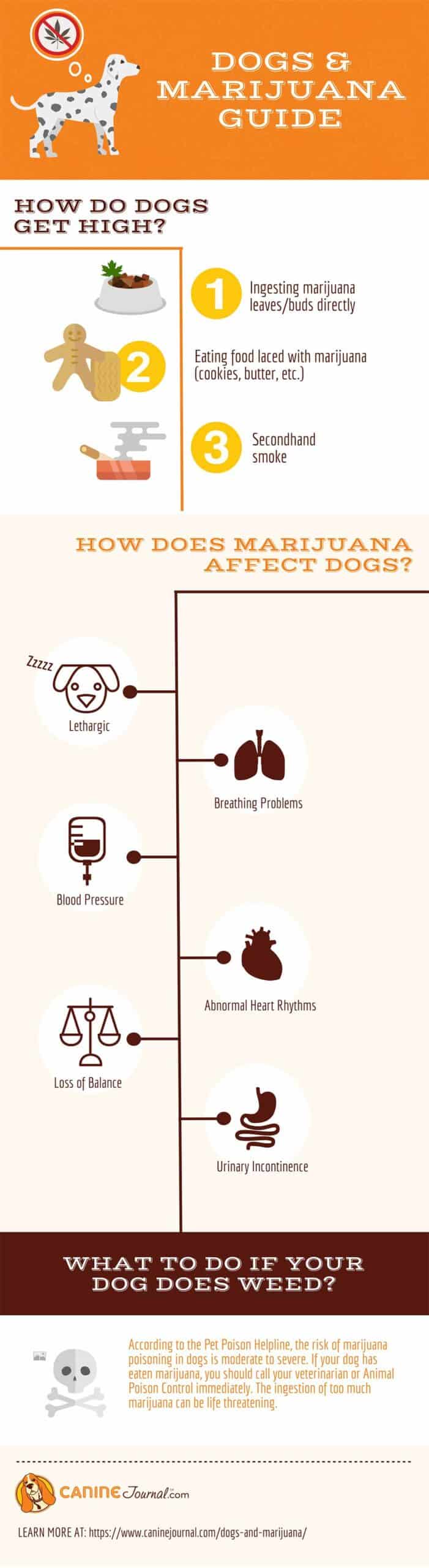 Dogs and Marijuana Infographic