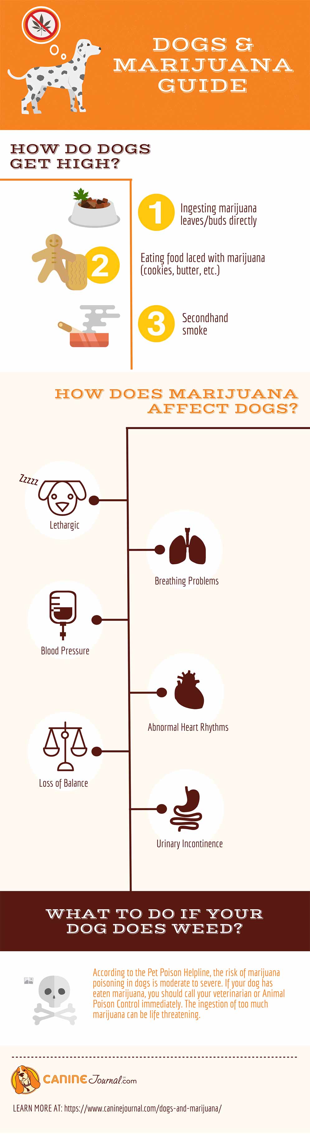 Dogs and Marijuana Infographic