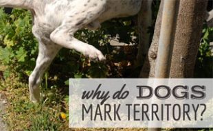 Dog lifting leg up peeing