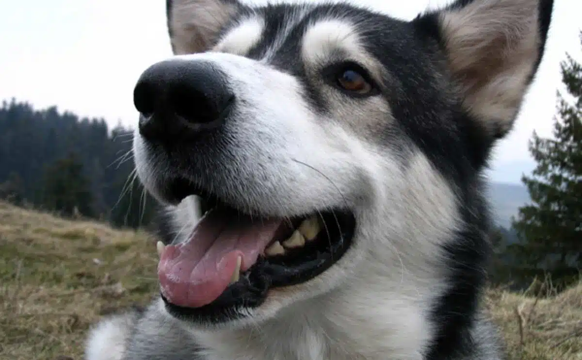 How To Get Rid Of Bad Dog Breath Why It Stinks & Prevention Tips