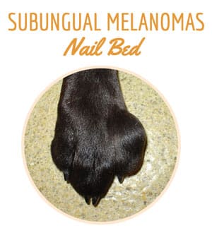 Dog paw with Subungual (Nail Bed) Melanoma