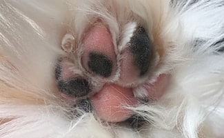 Dog nails after trimming