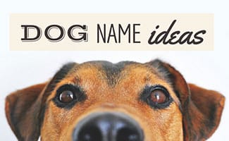 Dog's face (caption: dog name ideas)