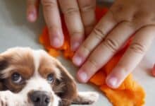 Dog next to hands with playdough.