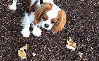 Dog standing next to mushrooms in the wild