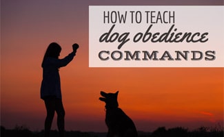 Dog sitting with owner doing trick in sunset (Caption: how to teach dog obedience commands)