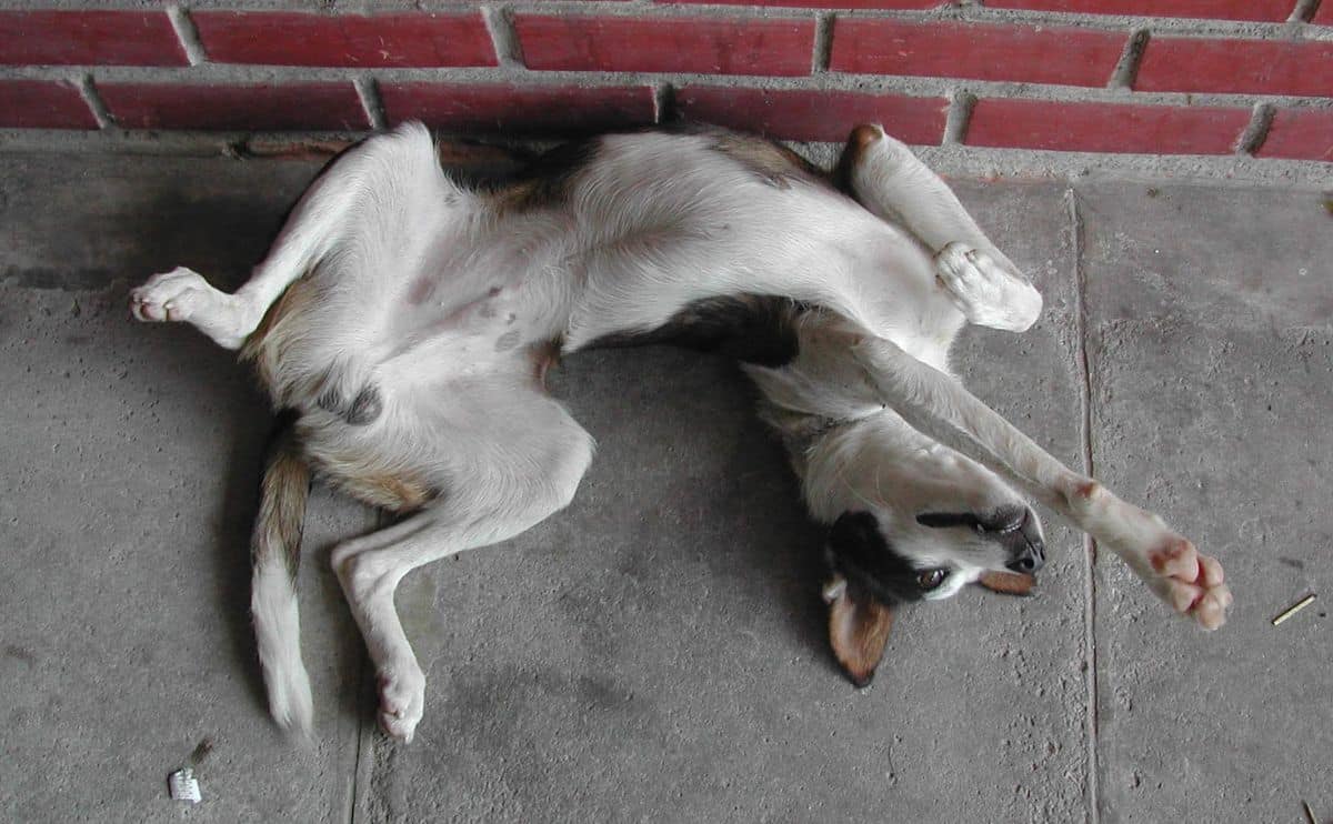 Dog on back with anal glands.
