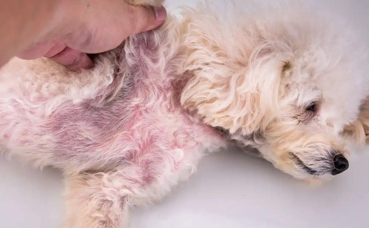 dog on back with skin yeast infection on belly