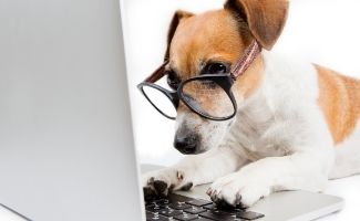 Jack Russel Terrier on laptop computer with glasses on