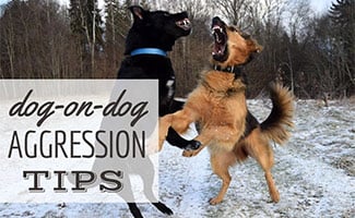 2 dogs fighting (caption: dog on dog aggression tips)