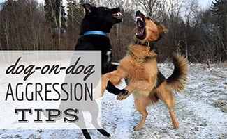 how to keep a dog from growling at other dogs