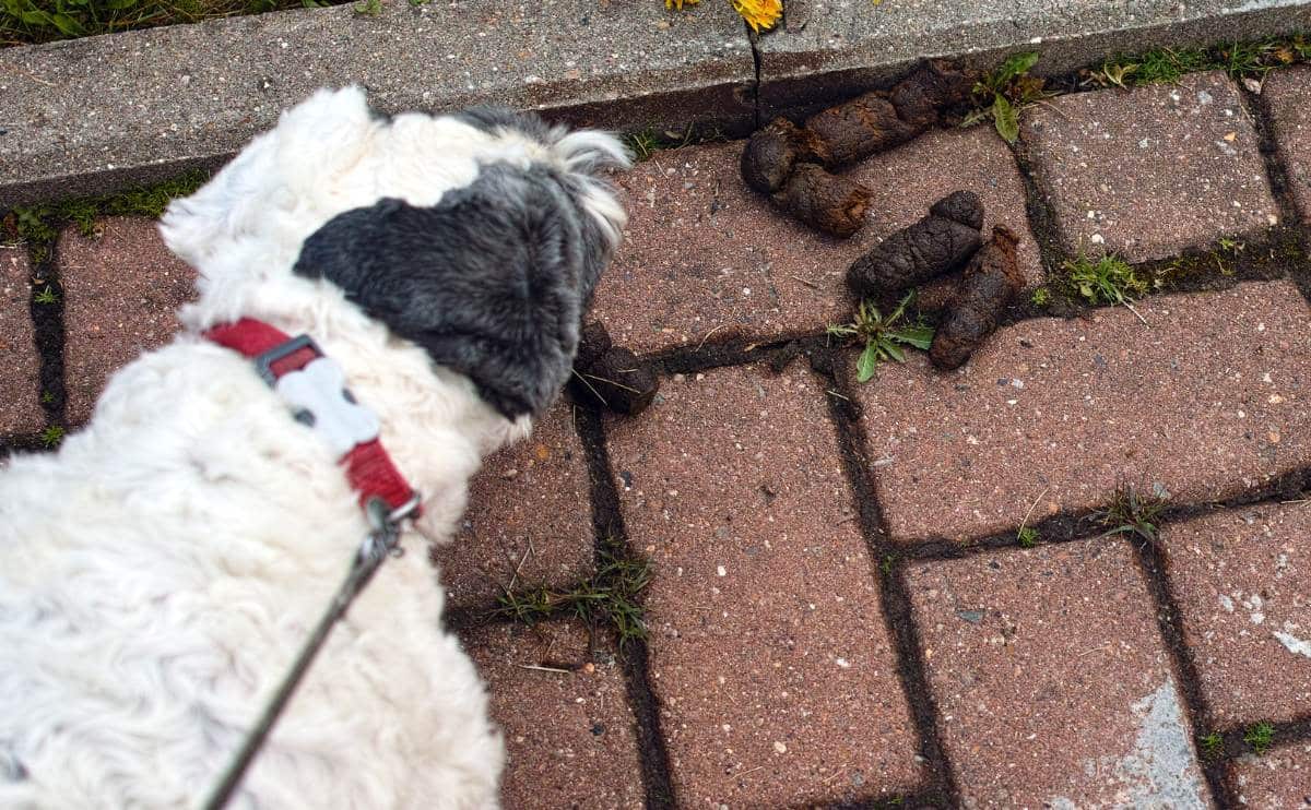 Dog on walk trying to eat poop off the ground.