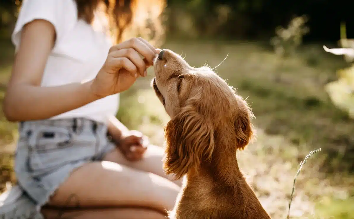 dog outside being fed a diabetic dog treat