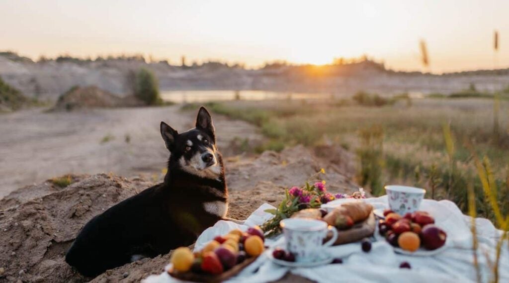 dog outside enjoying a picnic in the sun with nectarines on a blanket