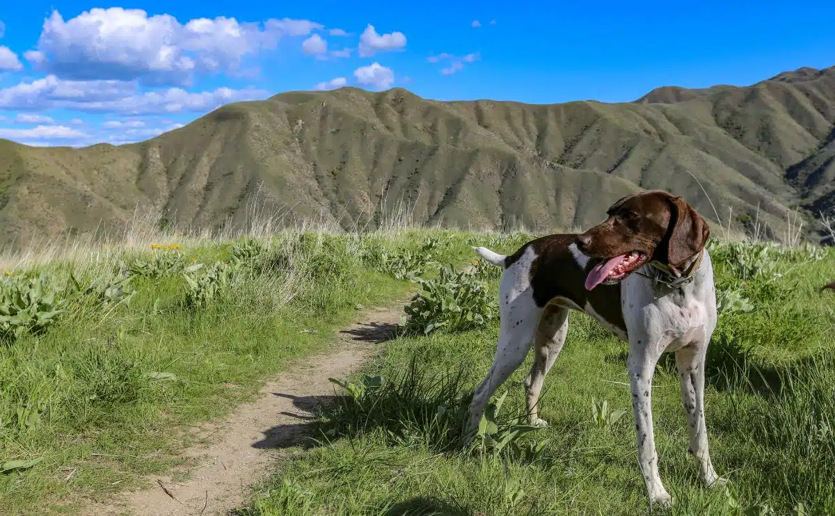 dog outside in foothills of mountains outside of Boise Idaho