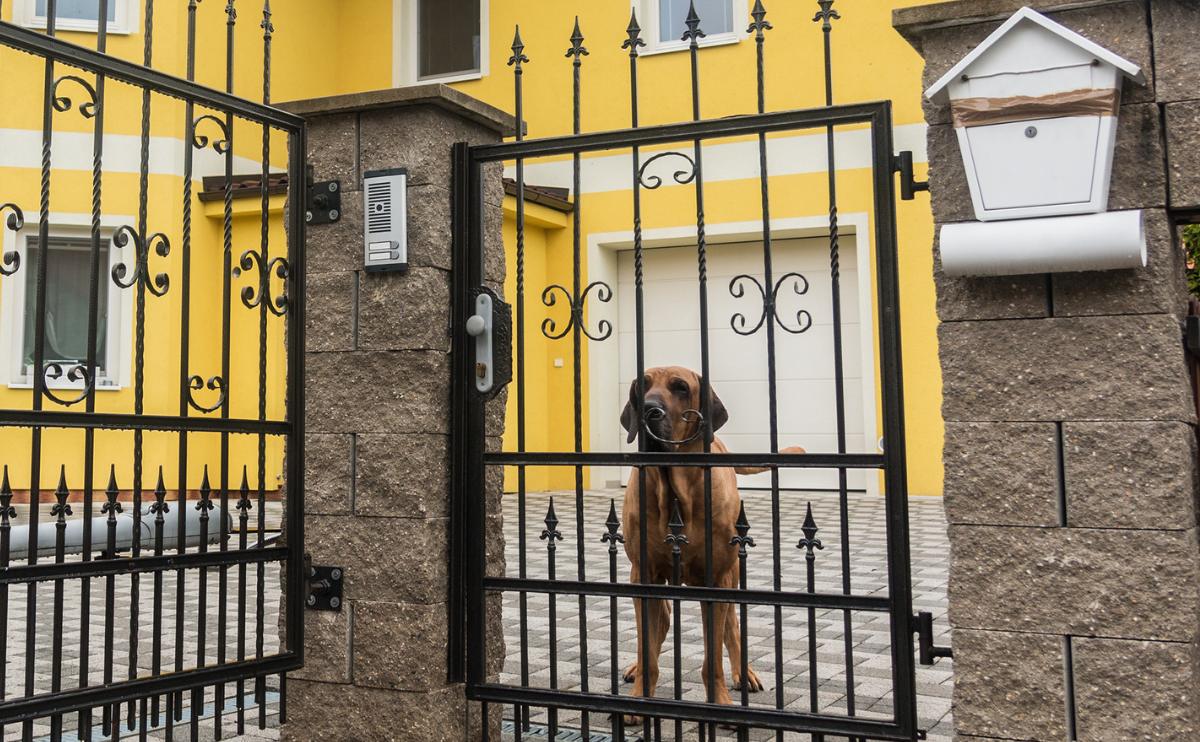 dog outside of a fence of a house guarding house behind