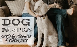 Poodle sitting with parents (caption: Dog Ownership Laws: Custody Disputes & Stolen Pets)