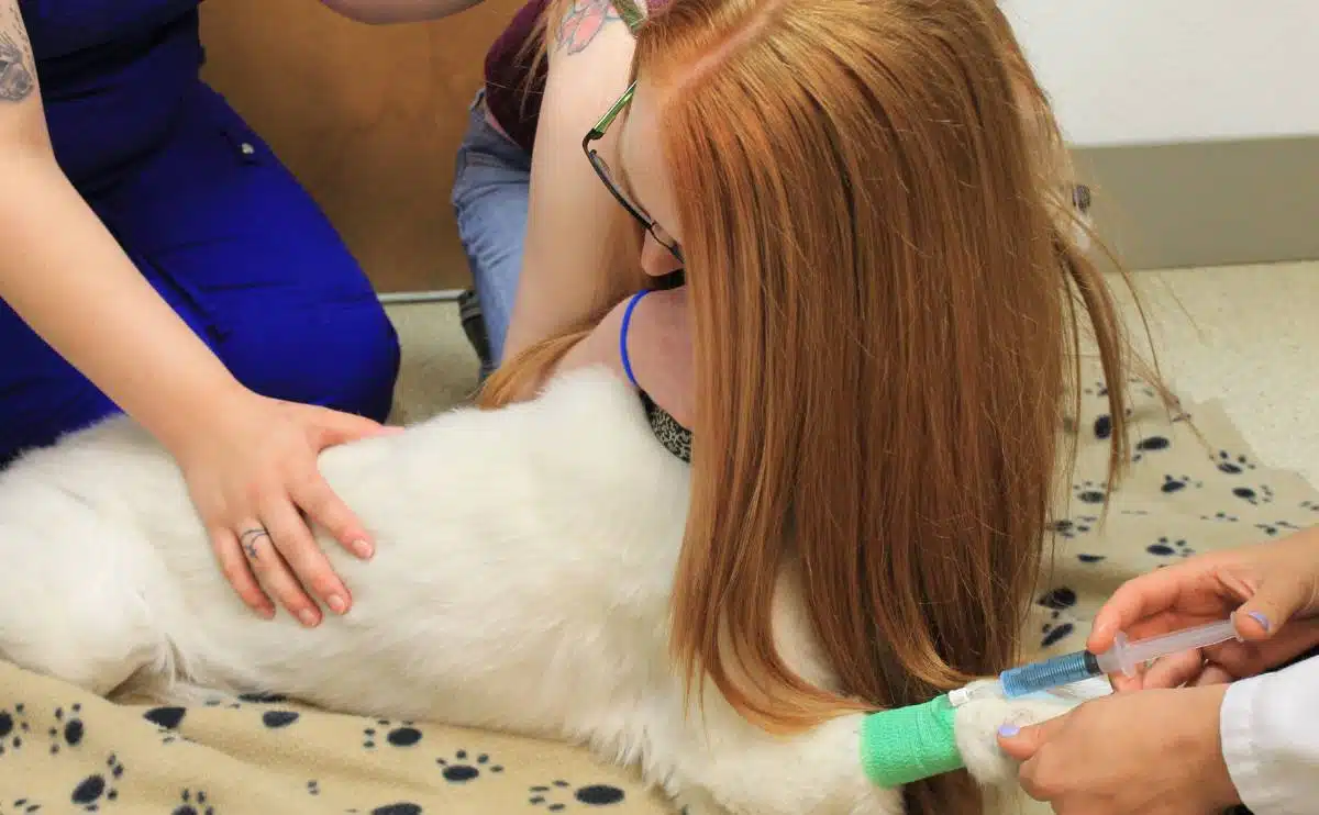 dog parent on the ground holding lab while they put dog to sleep