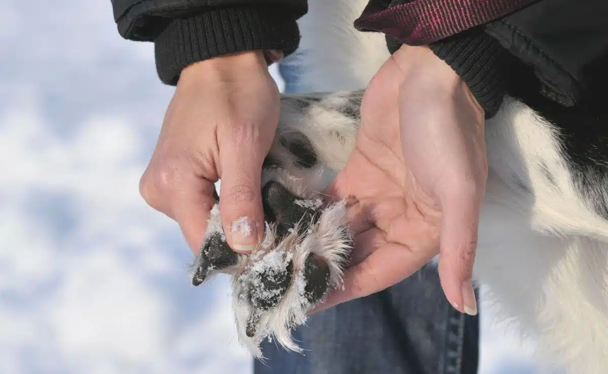 Woman hold's dog paw with snow on pads