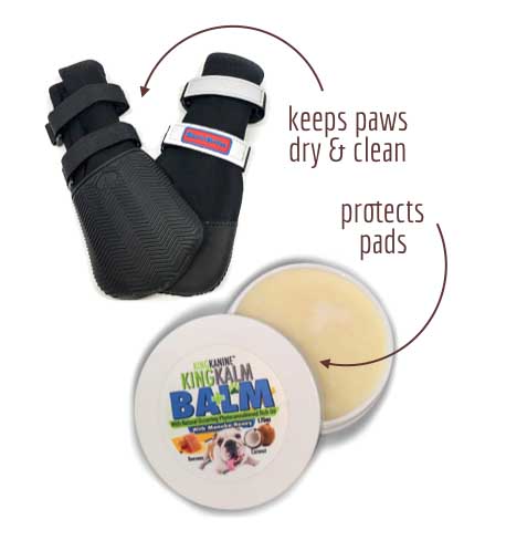 Products to protect dog paws