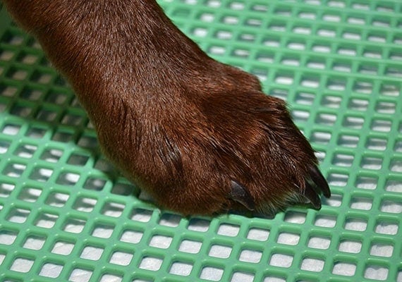 Dog paw stepping on grate of pee pad holder to keep feet dry