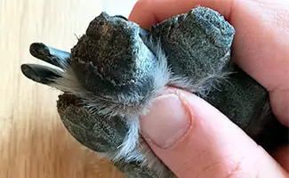 Dog paw with hyperkeratosis