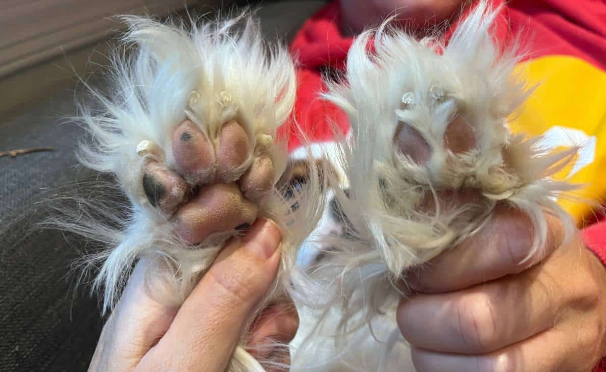 Closeup of two dog paws being groomed (one on left has been shaved one on right has not)